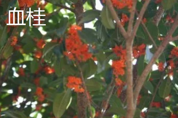 早红丹桂什么时候开花,通常开花时间在10月份