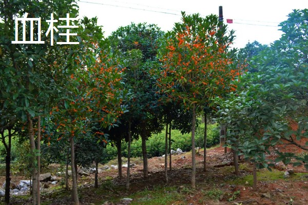 早红丹桂什么时候开花,通常开花时间在10月份