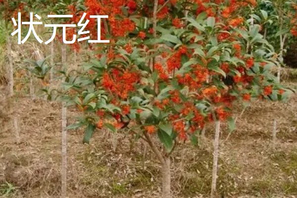 早红丹桂什么时候开花,通常开花时间在10月份