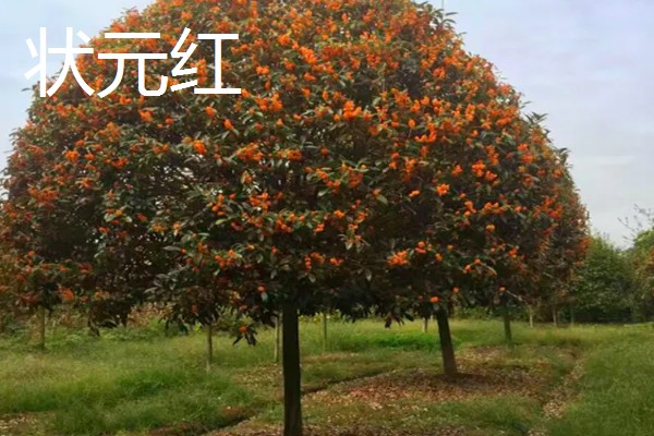 早红丹桂什么时候开花,通常开花时间在10月份