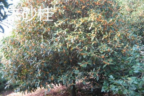 早红丹桂什么时候开花,通常开花时间在10月份