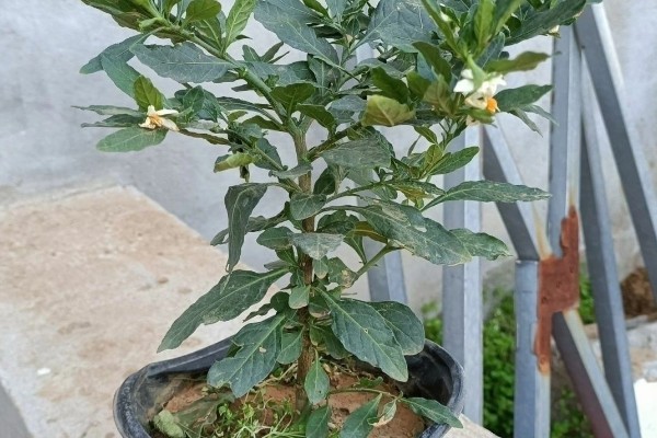 珊瑚豆开花后为什么落花，可能是浇水不当所致