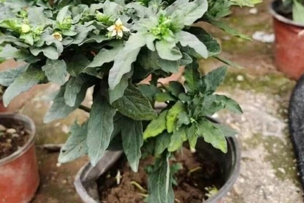珊瑚豆开花后为什么落花，可能是浇水不当所致