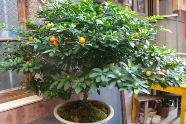 珊瑚豆开花后为什么落花，可能是浇水不当所致