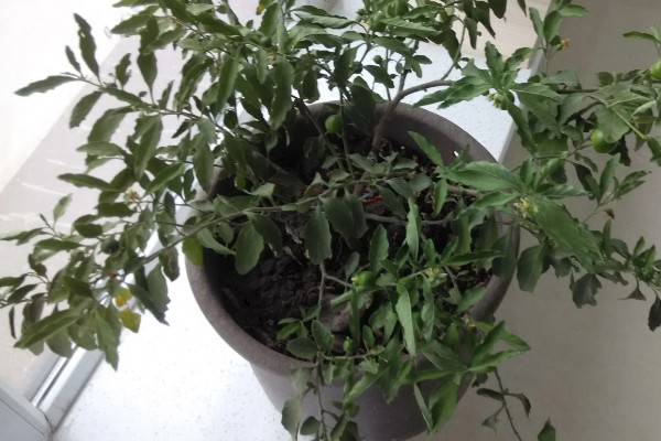 珊瑚豆开花后为什么落花，可能是浇水不当所致