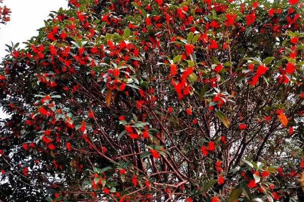 早红丹桂什么时候开花,通常开花时间在10月份