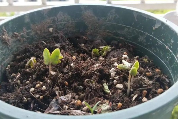 矮牵牛的度夏方法，覆盖遮阳网或放在有柔和散光的地方养护