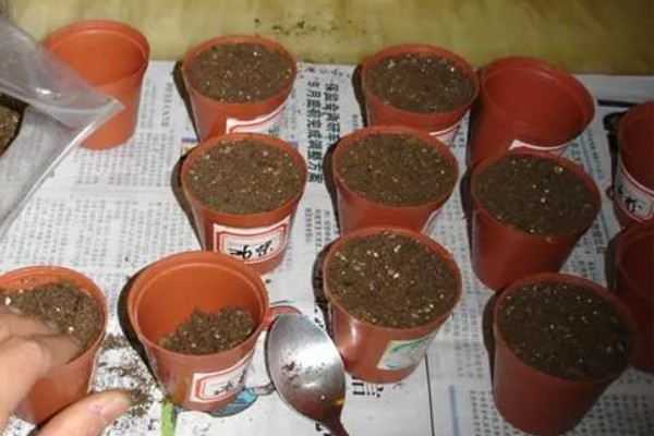 矮牵牛的度夏方法，覆盖遮阳网或放在有柔和散光的地方养护