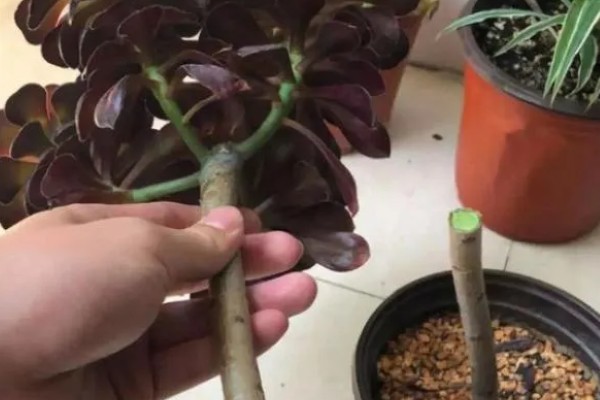 如何让法师长满侧芽，可以给植株摘心