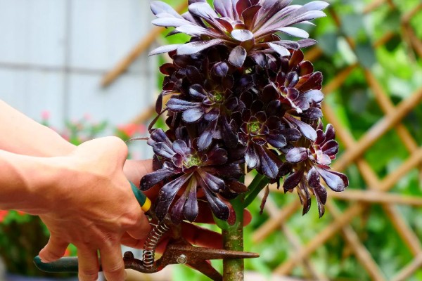 如何让法师长满侧芽，可以给植株摘心