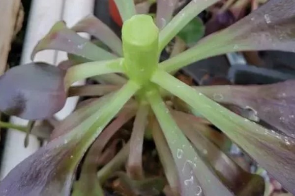 如何让法师长满侧芽，可以给植株摘心