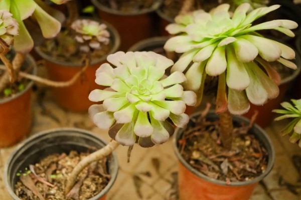 如何让法师长满侧芽，可以给植株摘心