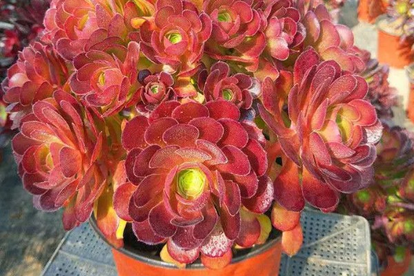 如何让法师长满侧芽，可以给植株摘心