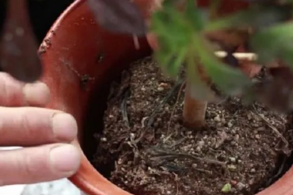 如何让法师长满侧芽，可以给植株摘心