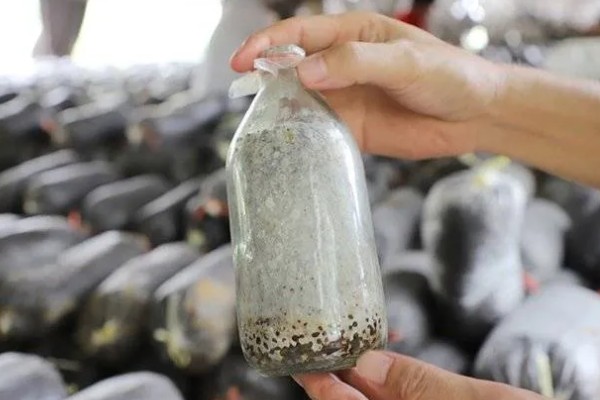 用一次性培养料栽培金针菇的方法,培养室的温度保持在22-26℃