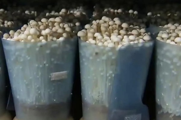 用一次性培养料栽培金针菇的方法,培养室的温度保持在22-26℃