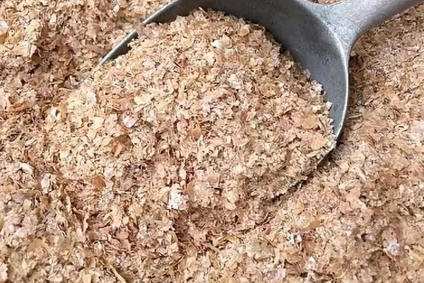 用一次性培养料栽培金针菇的方法,培养室的温度保持在22-26℃