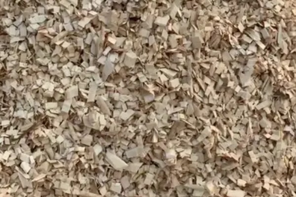 用一次性培养料栽培金针菇的方法,培养室的温度保持在22-26℃