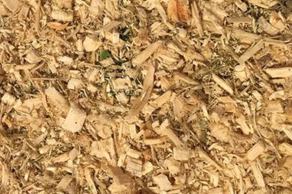 用一次性培养料栽培金针菇的方法,培养室的温度保持在22-26℃