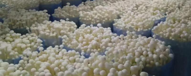 金针菇怎么种植,菌丝发透后注意通风