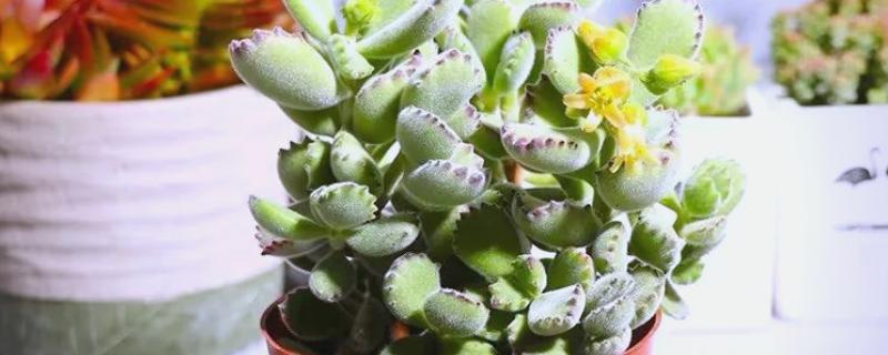 夏季种熊童子怎么服盆,一定要控制好环境的温度