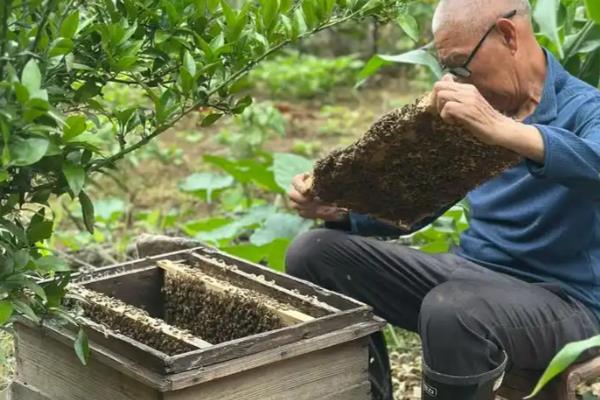 蜜蜂的杀螨方法,可采用以下5种方法
