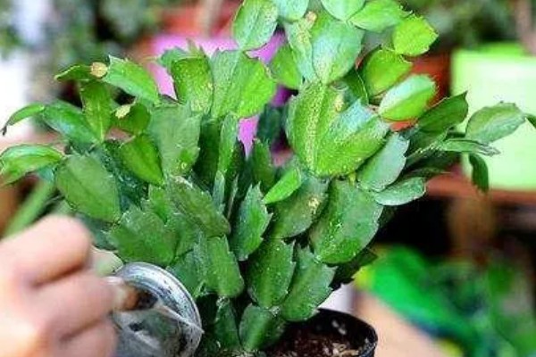 蟹爪莲长出花苞的浇水施肥方式,需要施加氮磷钾复合肥