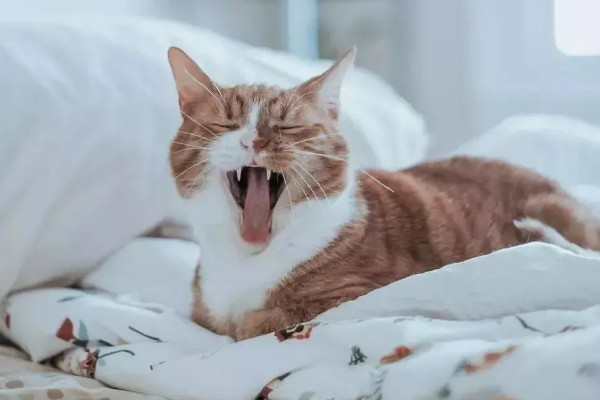 猫咪的应激反应,会出现异常行为