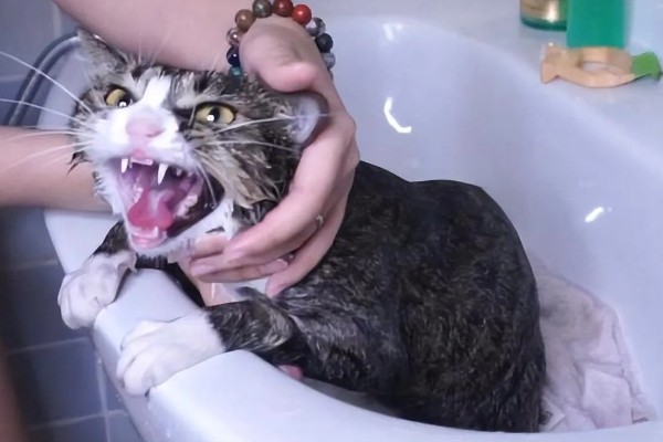 猫咪的应激反应,会出现异常行为