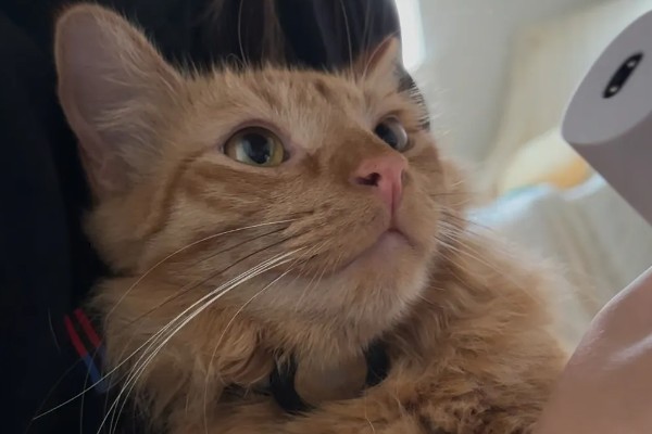 猫咪的应激反应,会出现异常行为