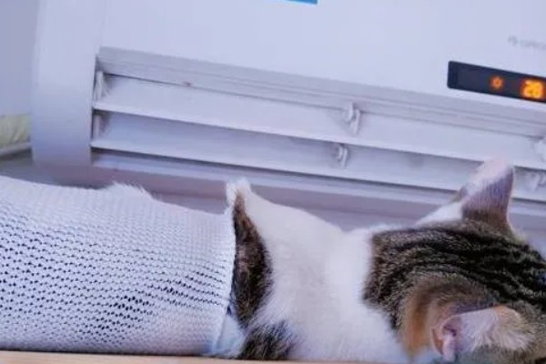 猫咪的应激反应,会出现异常行为