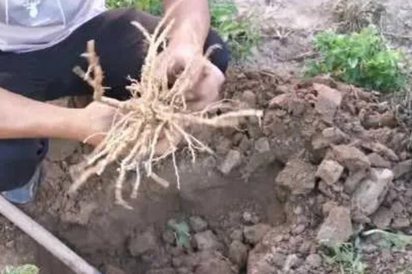 北沙参的形态特征,其全株有毛