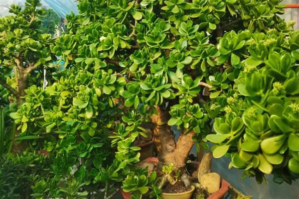 玉树能否养在卧室中,属于有毒植物不宜养在卧室里
