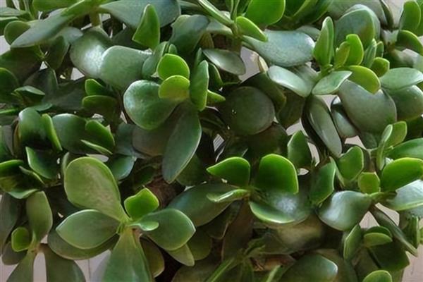 玉树能否养在卧室中,属于有毒植物不宜养在卧室里