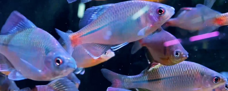 鳑鲏吃不吃黑壳虾,鳑鲏吃黑壳虾