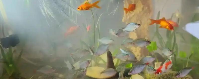 老鱼缸开缸养水的注意事项，需要使用消毒剂来消