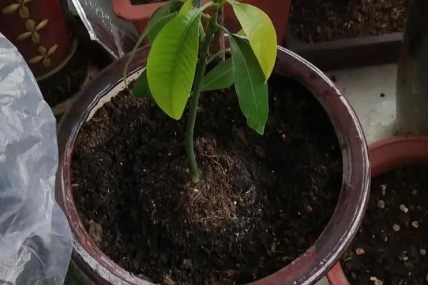 芒果树的盆栽养殖方法，幼苗期要给予充足的肥水管理