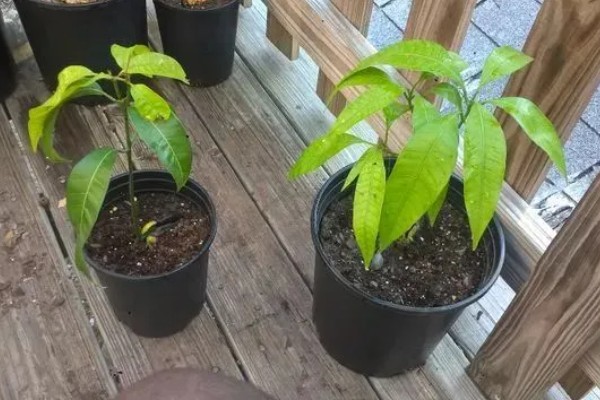 芒果树的盆栽养殖方法，幼苗期要给予充足的肥水管理