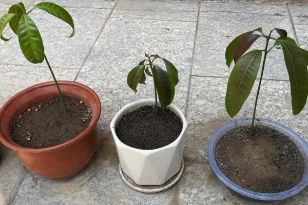 芒果树的盆栽养殖方法，幼苗期要给予充足的肥水管理