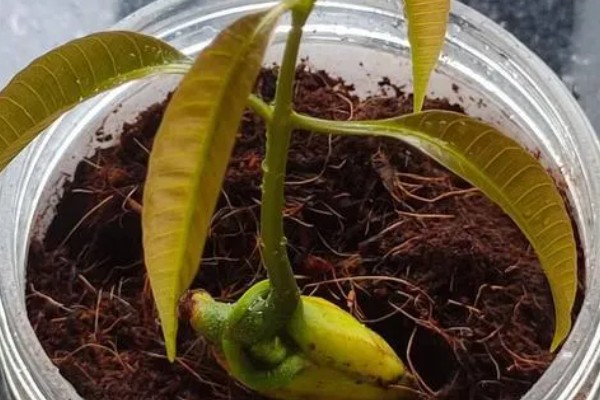 芒果树的盆栽养殖方法，幼苗期要给予充足的肥水管理