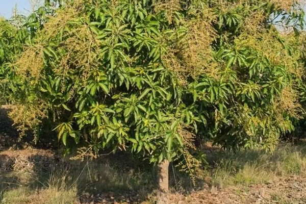 芒果树的盆栽养殖方法，幼苗期要给予充足的肥水管理