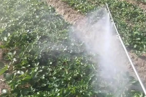 70%吡虫啉稀释的倍数,根据作物而定