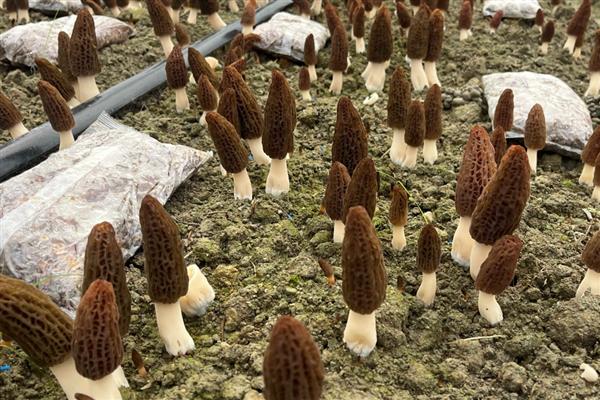 水稻打捆的具体方法,将捆秧绳的一端预留2-3寸绳头