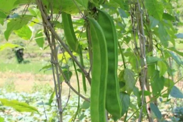 刀豆在哪个季节种植,一般会在2-3月份进行