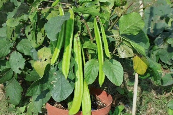 刀豆在哪个季节种植,一般会在2-3月份进行