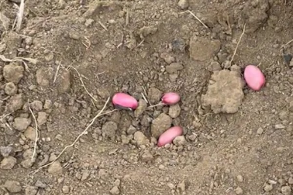 刀豆在哪个季节种植,一般会在2-3月份进行