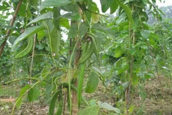 刀豆在哪个季节种植,一般会在2-3月份进行