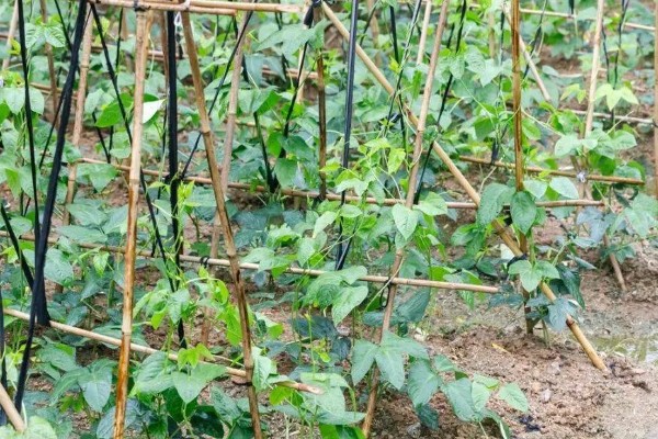 刀豆在哪个季节种植,一般会在2-3月份进行