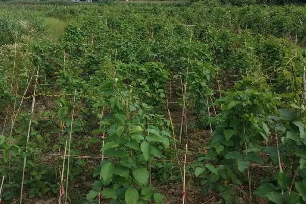 刀豆在哪个季节种植,一般会在2-3月份进行