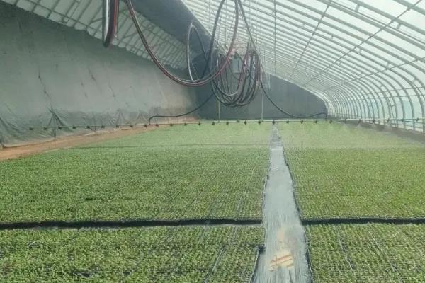 种植为什么要架大棚,能起到保温、保湿等作用